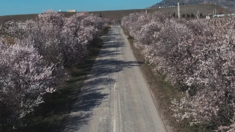 Quadrocopter flight along the road along the sides of which flowering almond Stock Footage 106207480
