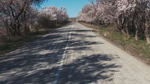 Quadrocopter flight over the road along which grow almond trees Stock-Footage 106208440