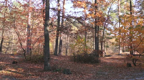 Quadrocopter flying  in the forest 스톡 동영상 48071781