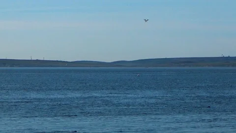 Quadrocopter flying next to the seals Stock Footage 100248829