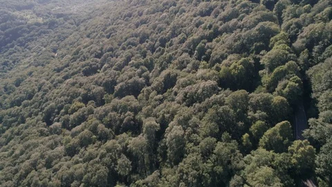 Quadrocopter flying over the forest and mountains. Vidéo 99464343