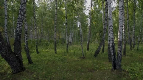 Quadrocopter moving through the forest Stock-Footage 92998959