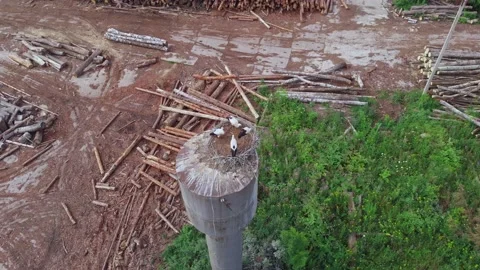 A quadrocopter rotating around a nest of storks Stock Footage 168743841