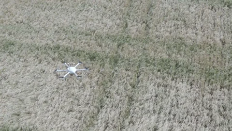 Quadrocopter Shoots A Field Of Wheat Stock Footage 236908689