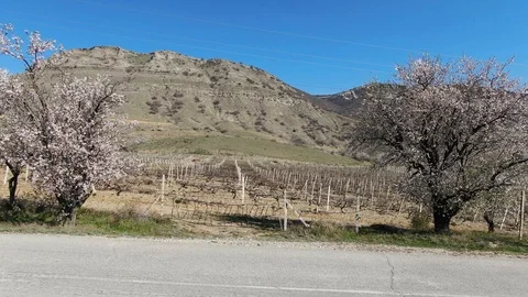 A quadrocopter shot of the vineyard in the early spring in the mountains on a Stock Footage 106210530