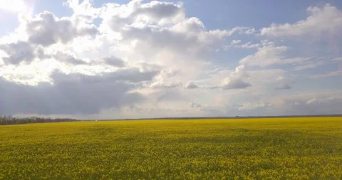 Quadrocopter survey large yellow rape field, 4k Stock Footage 129560406