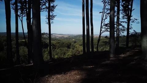 Quadrocopter takes off between trees in the forest Stock Footage 119712072