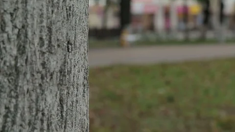 Quadroopter flight in the park Stock Footage 83256732