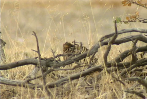 Quail 01 Stock Footage 646333