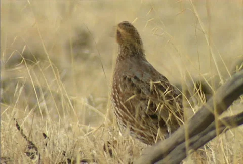 Quail 02 Stock Footage 646337