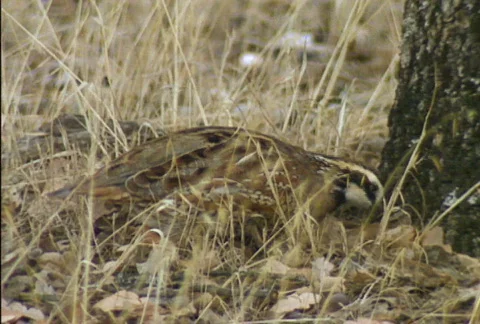 Quail 03 Stock Footage 646339