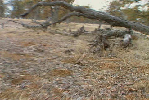 Quail 04 Stock Footage 646344