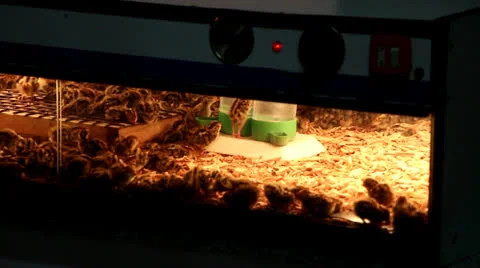 Quail 9928 Stock Footage 26149735