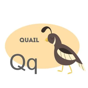 Quail on alphabet. Stock Illustration