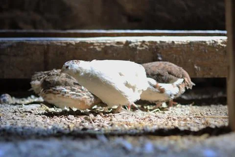Quail and eggs Stock Photos