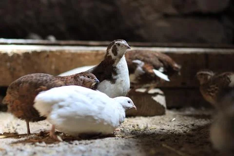 Quail and eggs Foto stock
