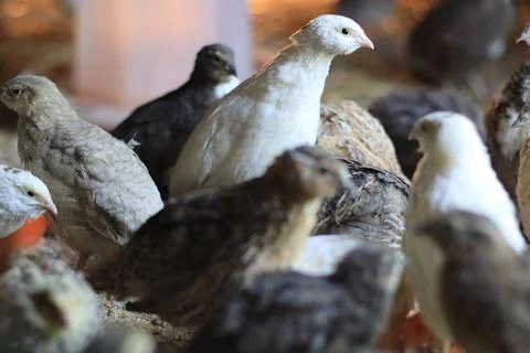 Quail and eggs Foto stock