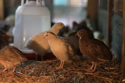 Quail and eggs Foto stock