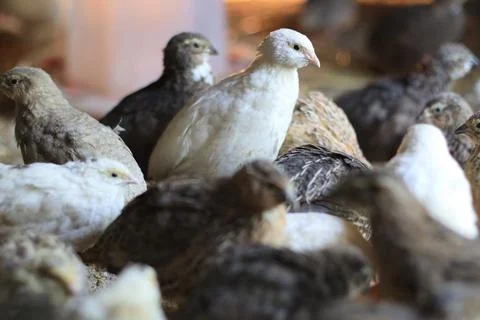 Quail and eggs Foto stock