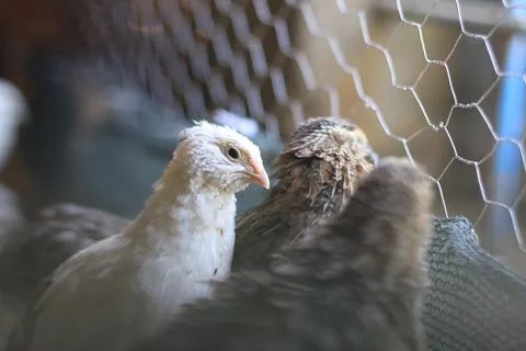 Quail and eggs Foto stock