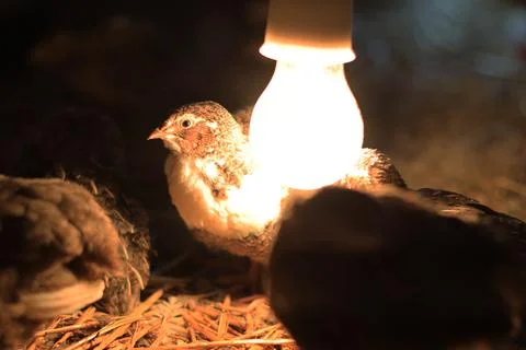 Quail and eggs Foto stock