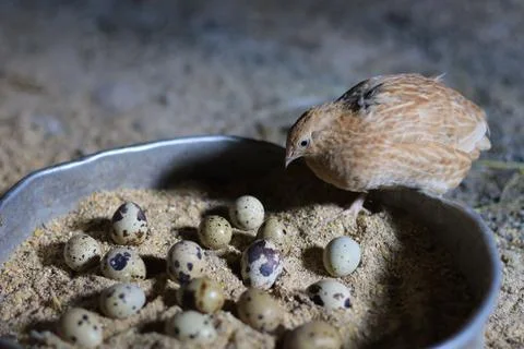 Quail and eggs Foto stock