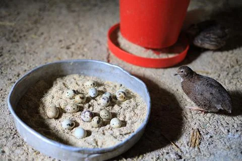 Quail and eggs Foto stock