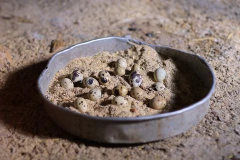 Quail and eggs Foto stock