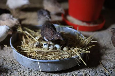 Quail and eggs Foto stock