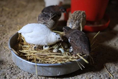 Quail and eggs Foto stock