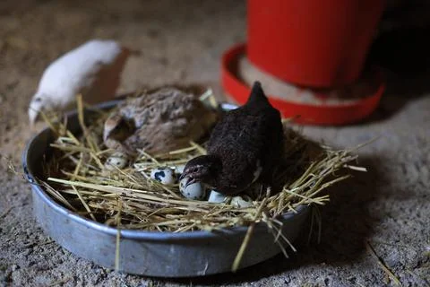 Quail and eggs Foto stock
