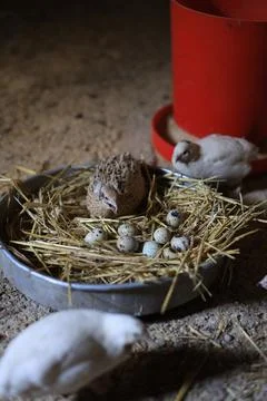 Quail and eggs Foto stock