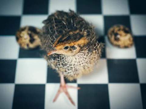 Quail and quail eggs on a chessboard Stock Photos