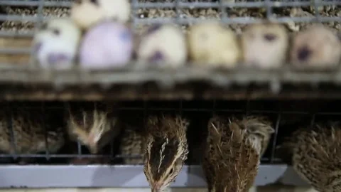 Quail and quail eggs Stock Footage 69123567