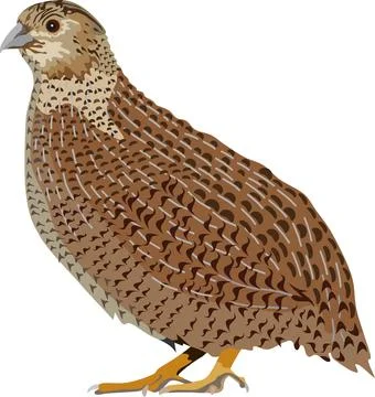 Quail Bird Animal Stock Illustration