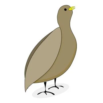 Quail bird character vector Stock Illustration