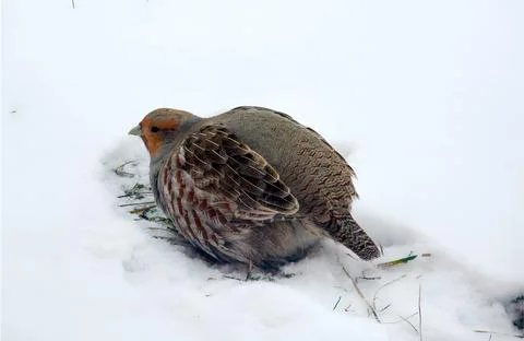 Quail bird Foto stock