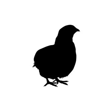 Quail bird silhouette isolated Stock Illustration