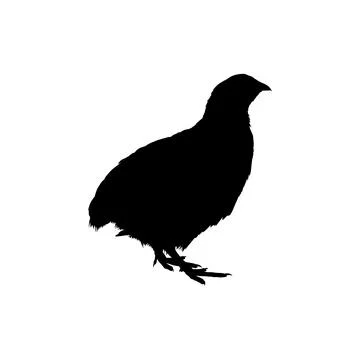 Quail bird silhouette isolated Stock Illustration