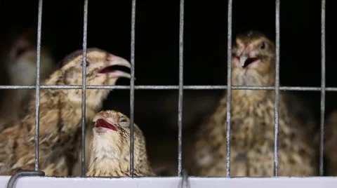 Quail in cage on the farm Stock Footage 68913916