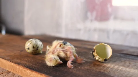 A quail chick hatches from an egg close-up on a wooden background. Stock-Footage 129577390