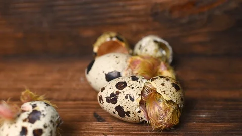 A quail chick hatches from an egg close-up on a wooden background. Stock-Footage 129577418