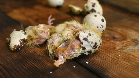 A quail chick hatches from an egg close-up on a wooden background. Stock-Footage 129577479