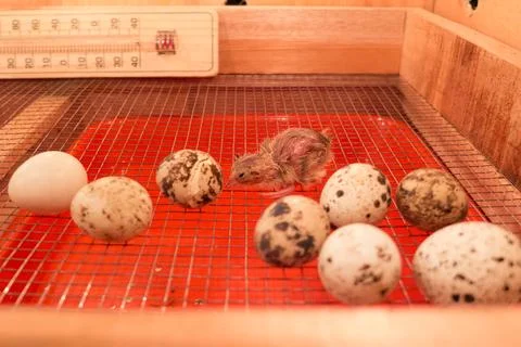 Quail chick Foto stock