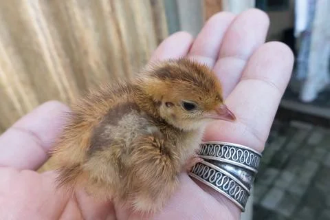 Quail chick Foto stock