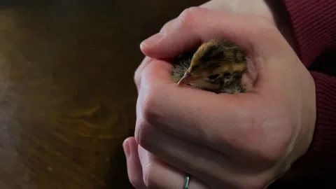 Quail Chick in Woman's Hands Stock Footage 239288172