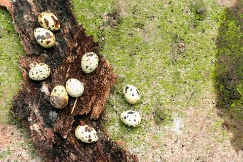 Quail, chicken eggs decorated for Easter on the tree bark and moss natural .. Stock Photos
