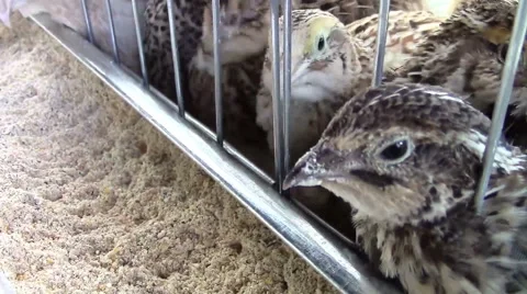 Quail chicken at feeder Stock-Footage 57099860