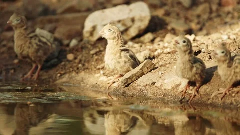 Quail chicks in the desert Stock Footage 269910298