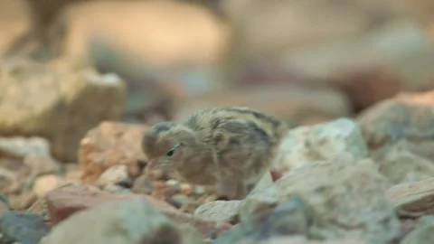 Quail chicks in the desert Stock Footage 269910347